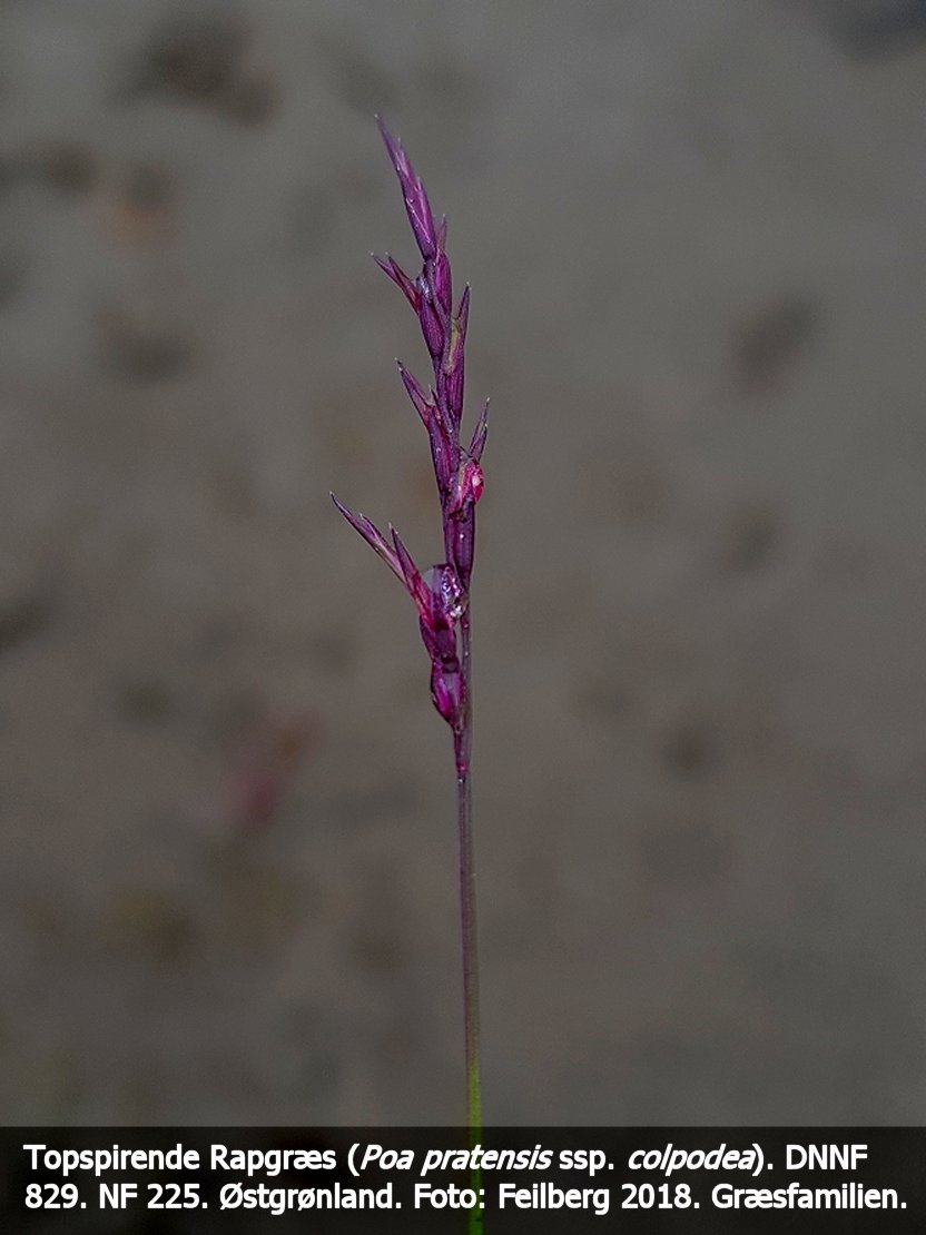 a POA PRA COLc tex3 20180802_163419