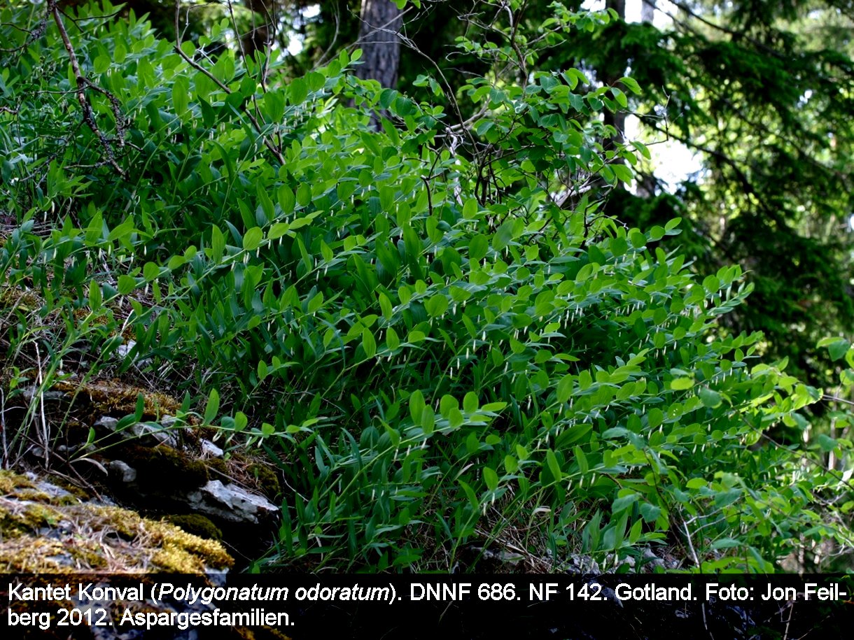 a POLYGONATUM ODO tex3 2012 Img_0308