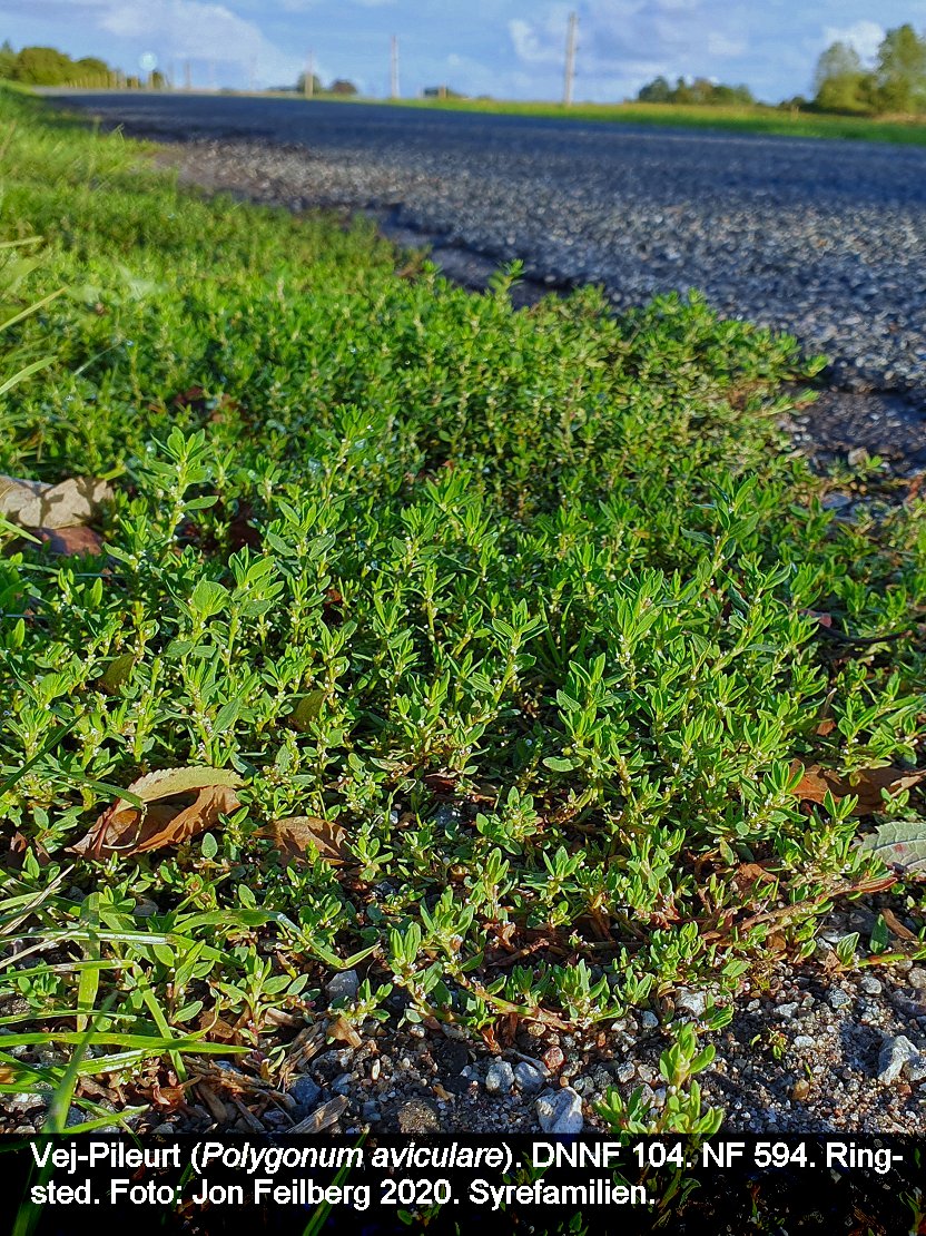 a POLYGONUM AVI tex3 2020-09-09 18.01.31