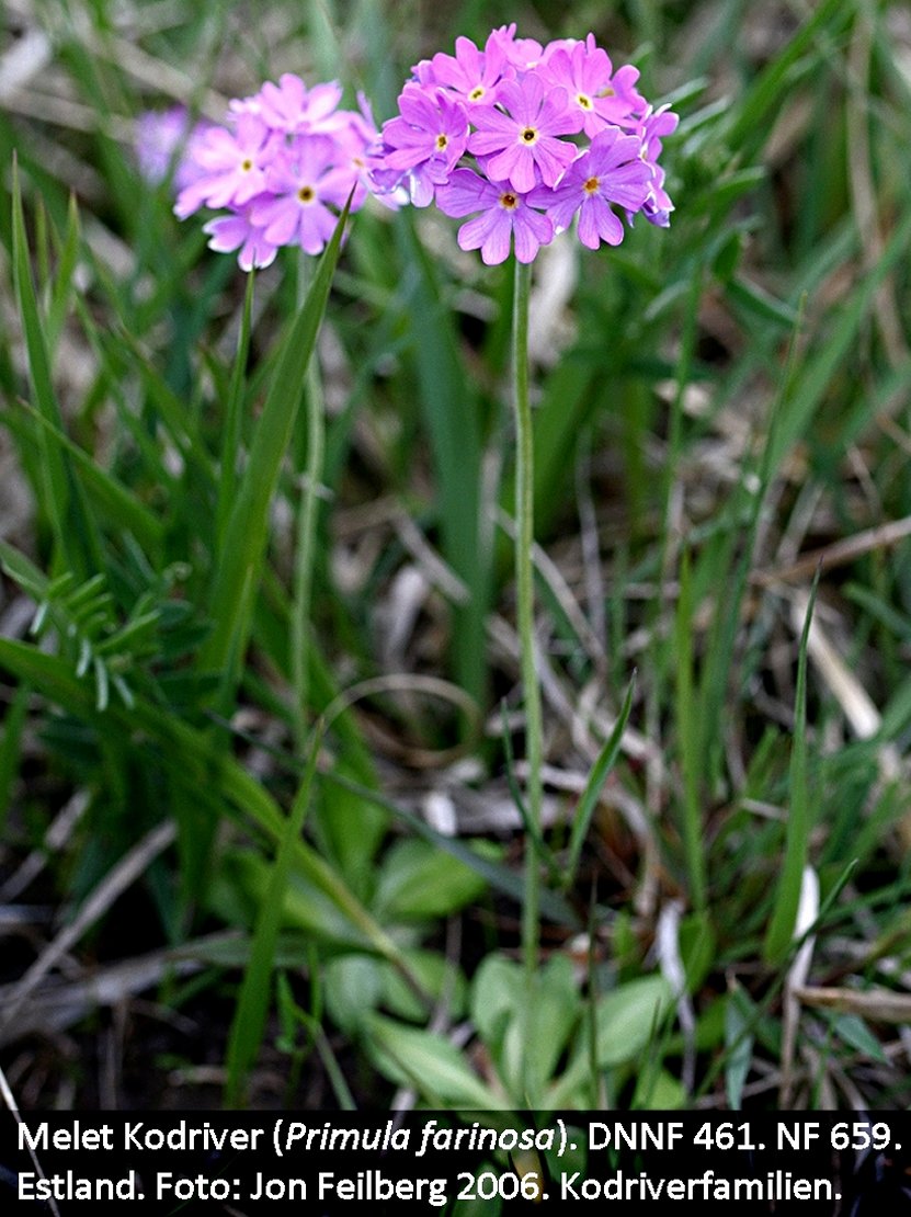a PRIM FARba tex3 IMG 0018