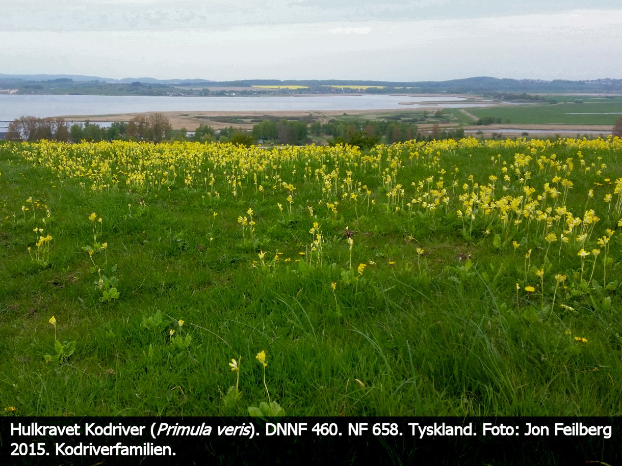 a PRIM VERab tex3 2015-05-09 11.06.23
