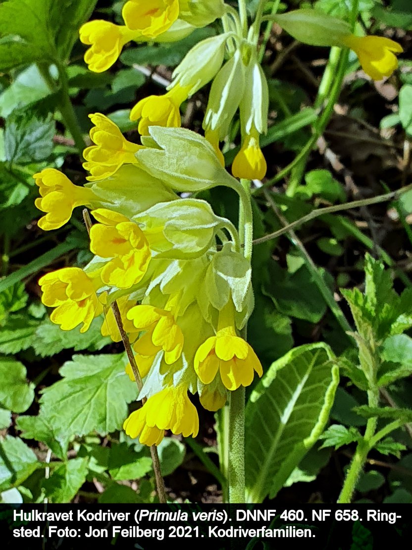 a PRIM VERc tex3 2021-05-08 17.20.50