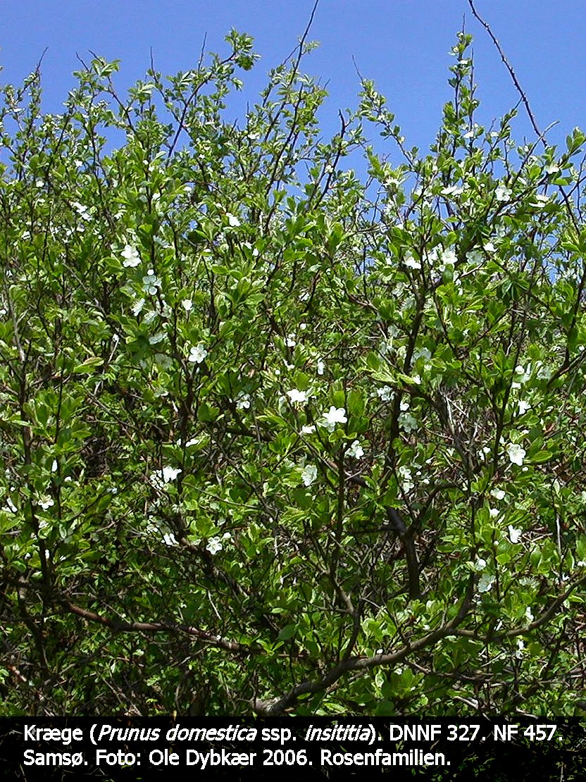 a PRUNS DOMa tex3 2006 kræge 01