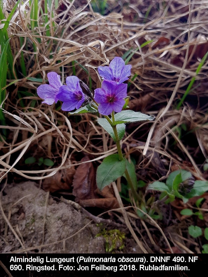 a PULM OBS tex3 2018-04-14 13.20