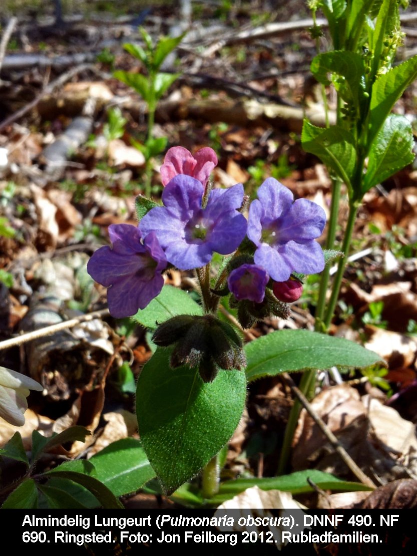 a PULM OBSc tex3 20120407_142714