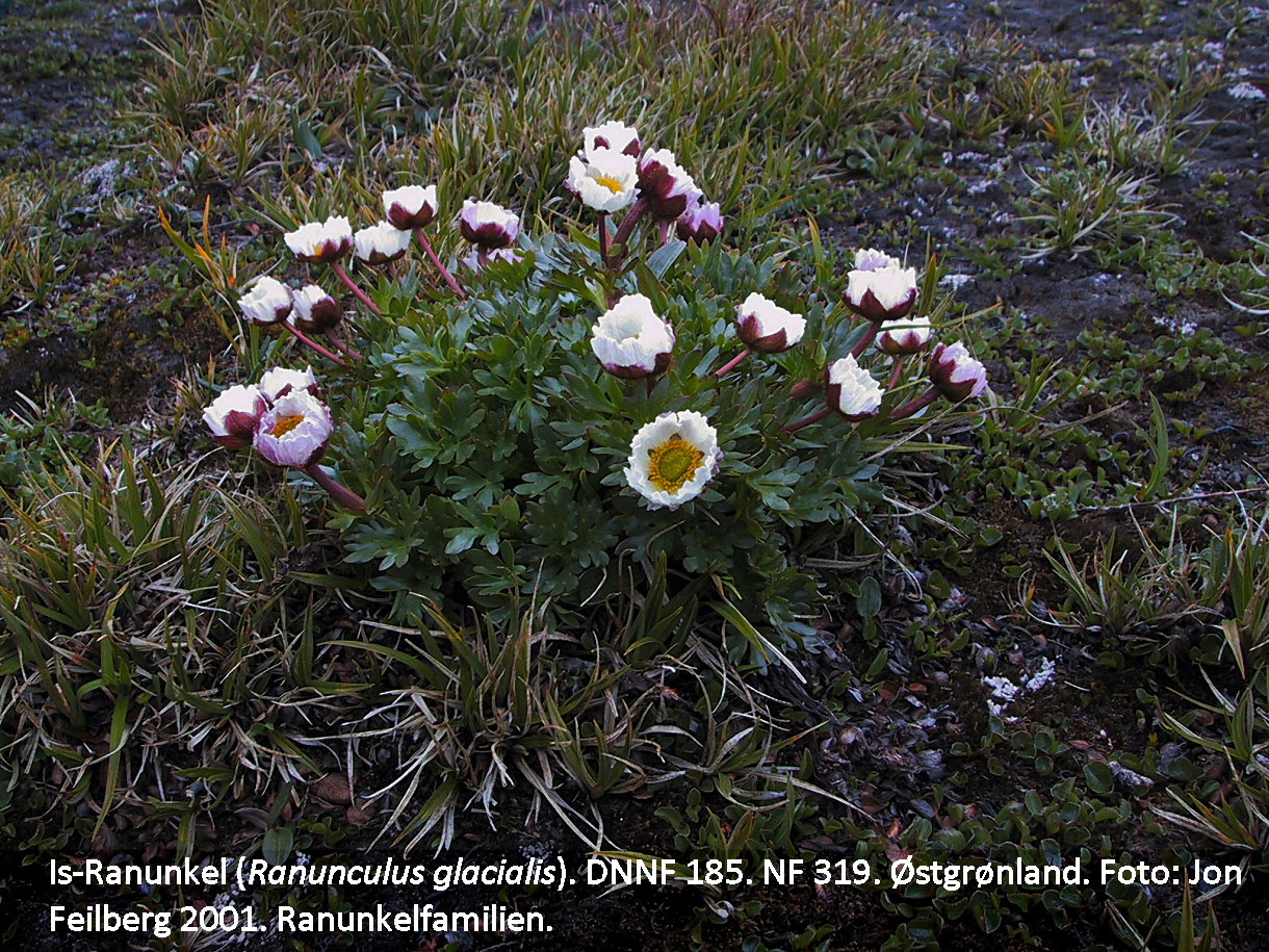a RANU GLAb tex2 350 Ranunculus glacialis
