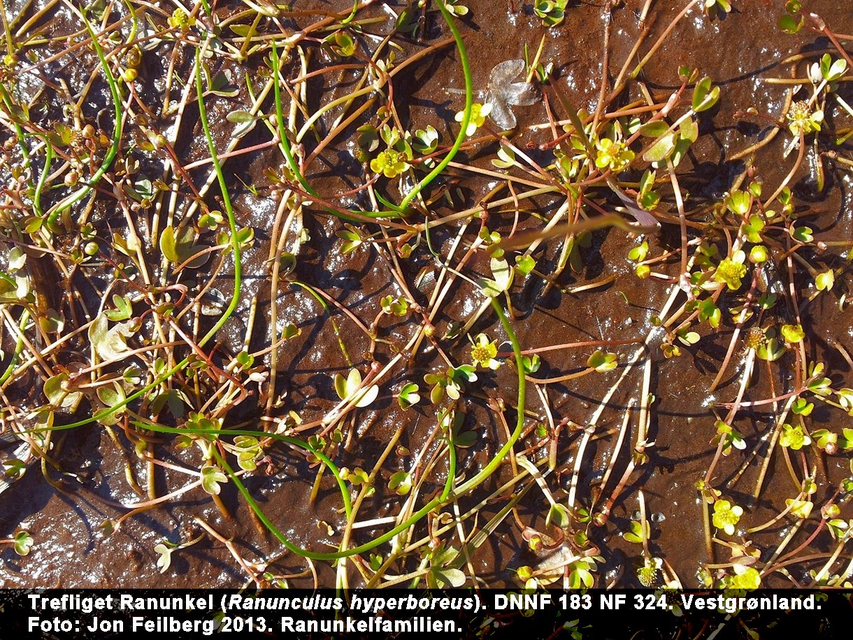 a RANU HYPa tex 20130707_112859