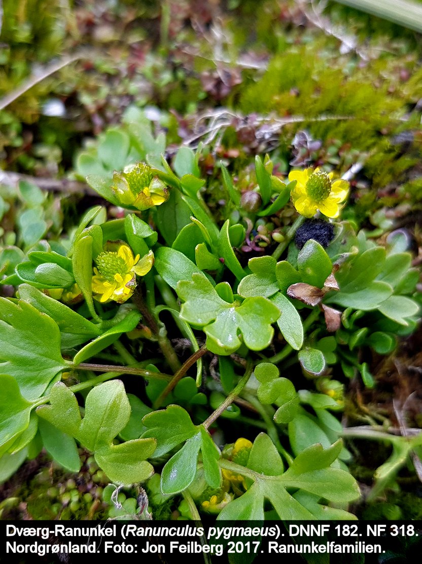 a RANU PYG tex3 20170719_132750
