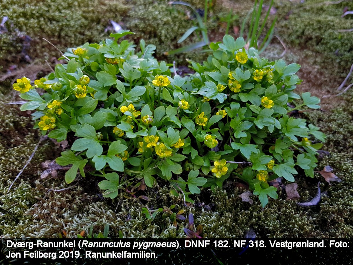 a RANU PYGb tex3 2019-07-08 09.43.09