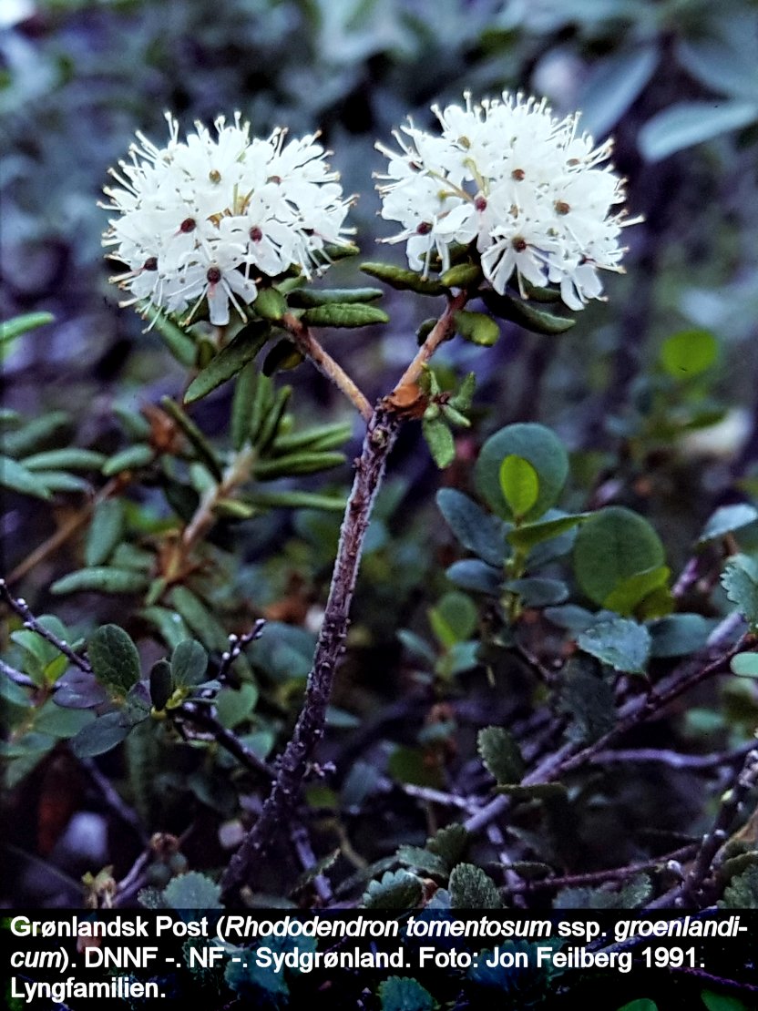 a RHOD GRO tex 1991 1