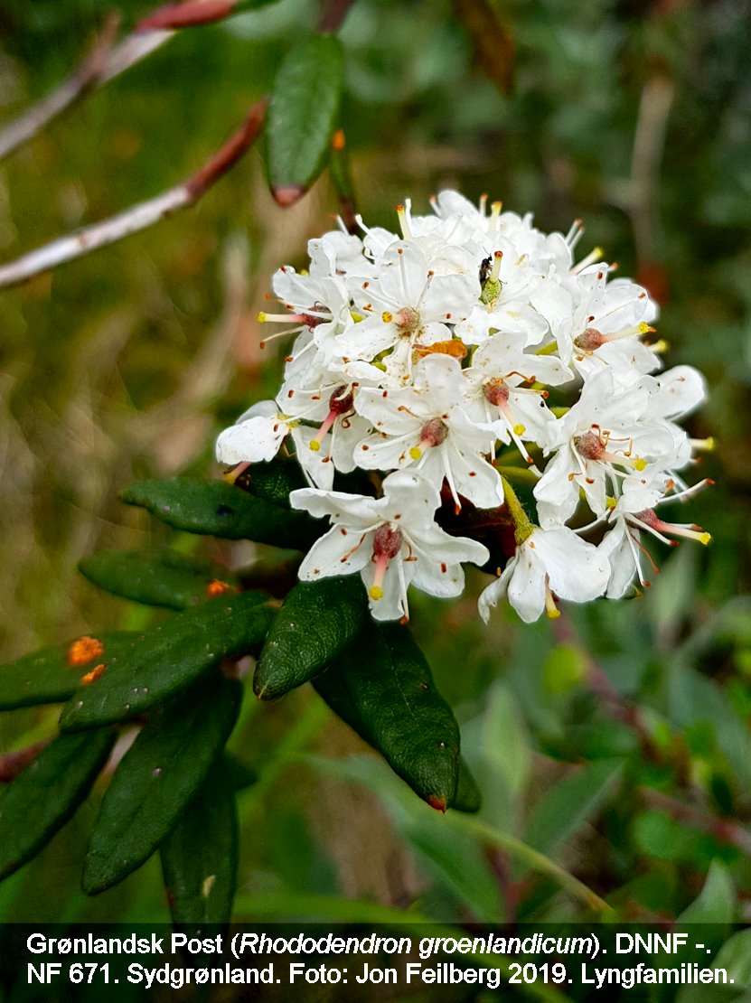 a RHOD GROc tex3 2019-06-28 15.33.49