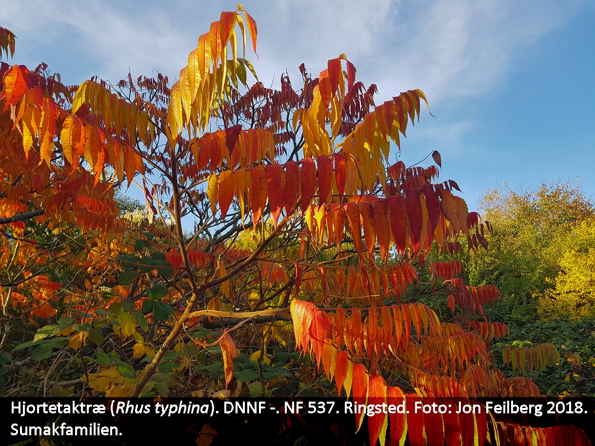 a RHUS TYP tex 2018-10-13 16.57.53