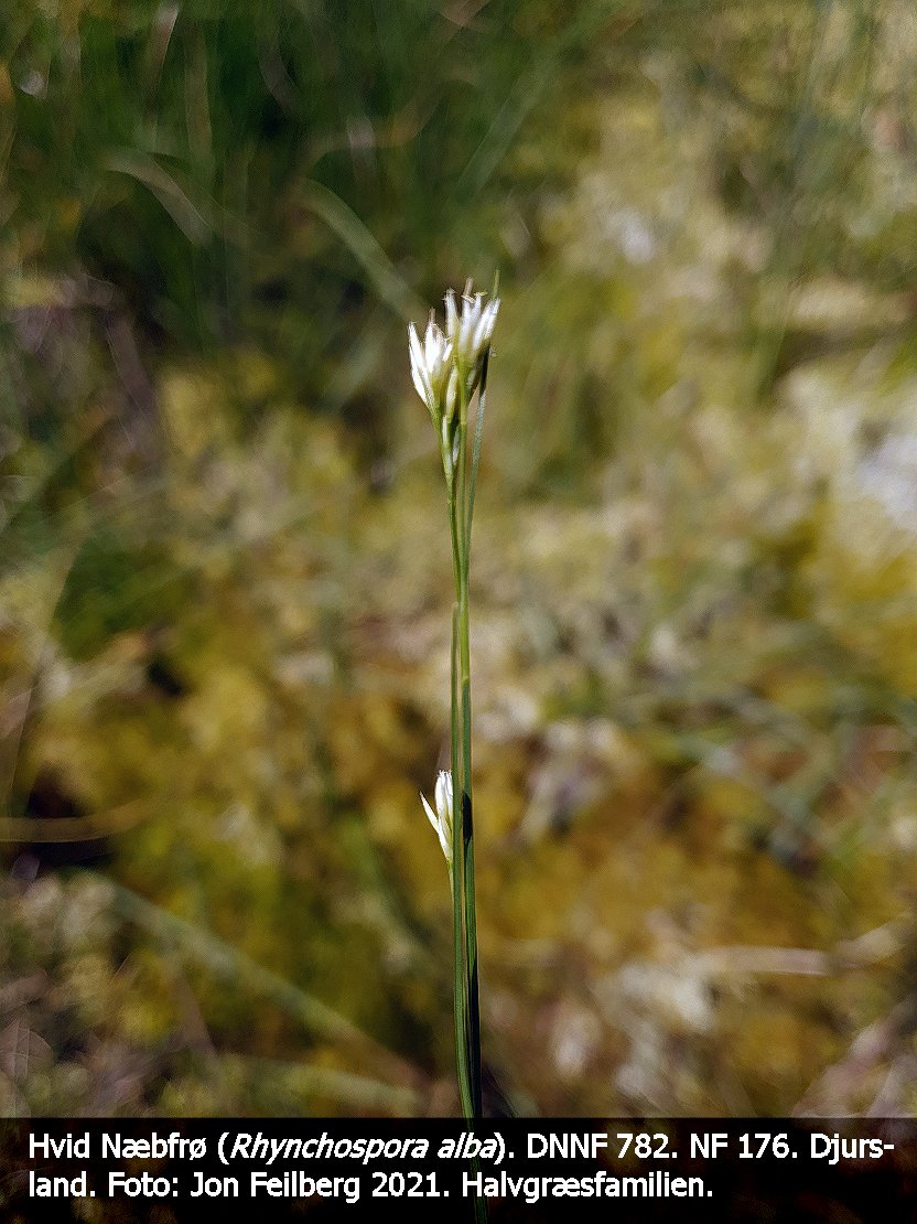a RHYN ALBa tex3 2021-07-24 11.43.28