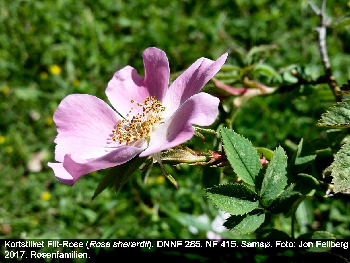 a ROSA SHE tex3 2017-06-18 13.52.35