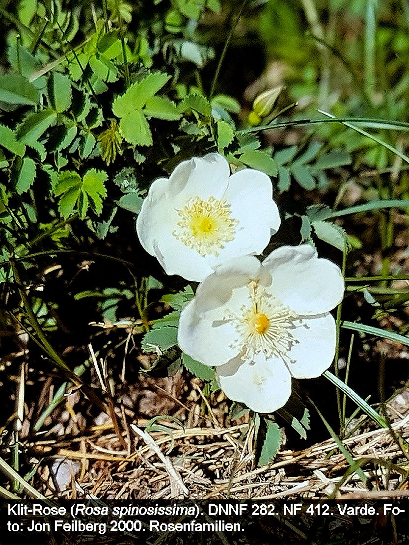 a ROSA SPIc tex3 2000 21.37.28