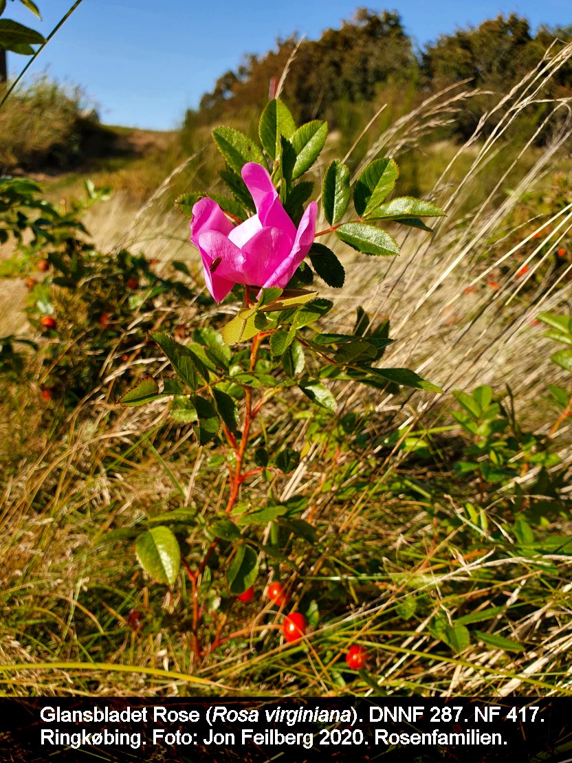 a ROSA VIR tex3 2020-09-18 15.38.15