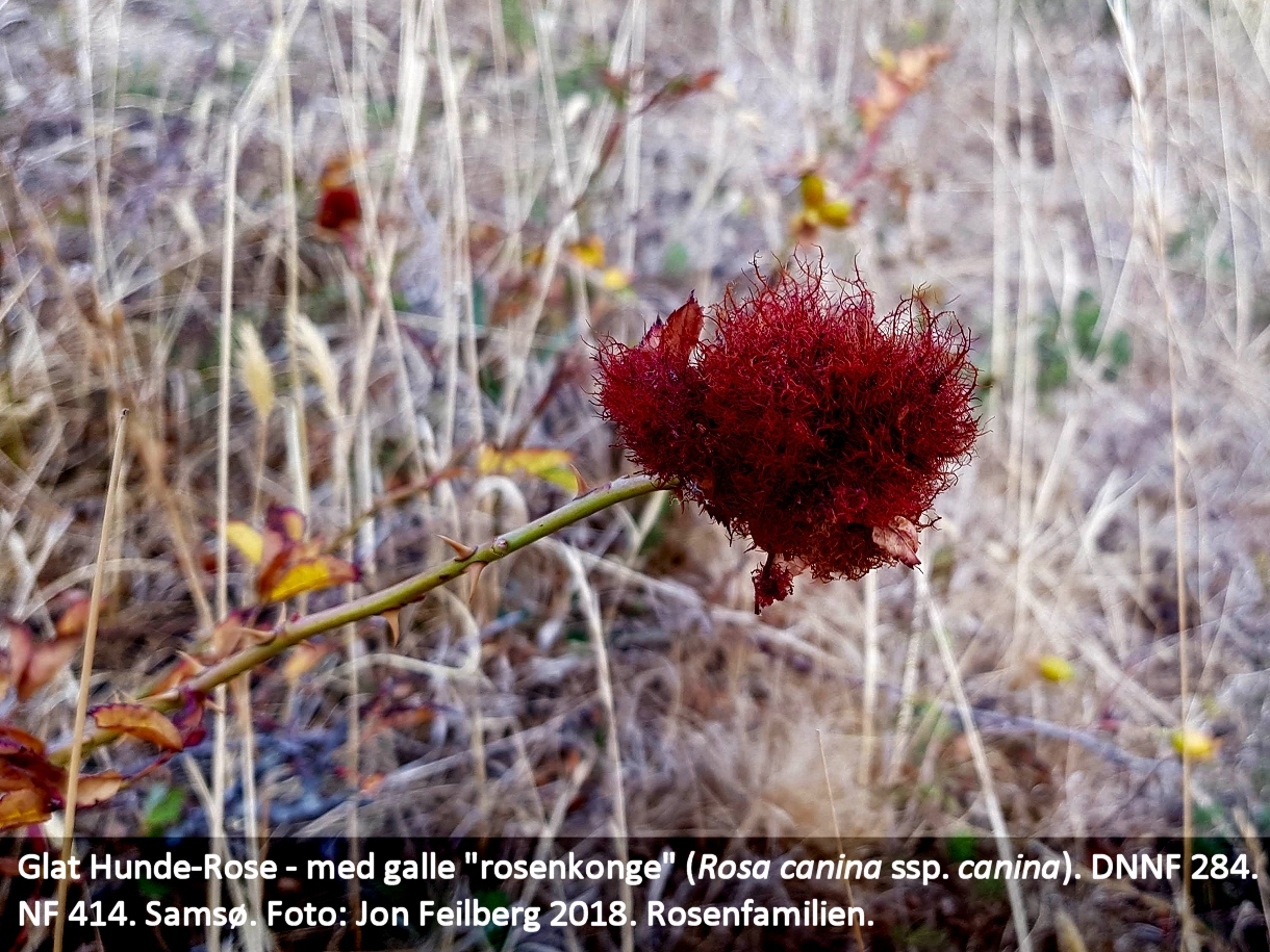 a ROSENKONGE tex2 20180811_154410