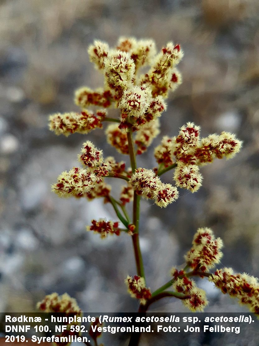 a RUME ACETOSELLAc tex 2019-07-13 20.59.27-1