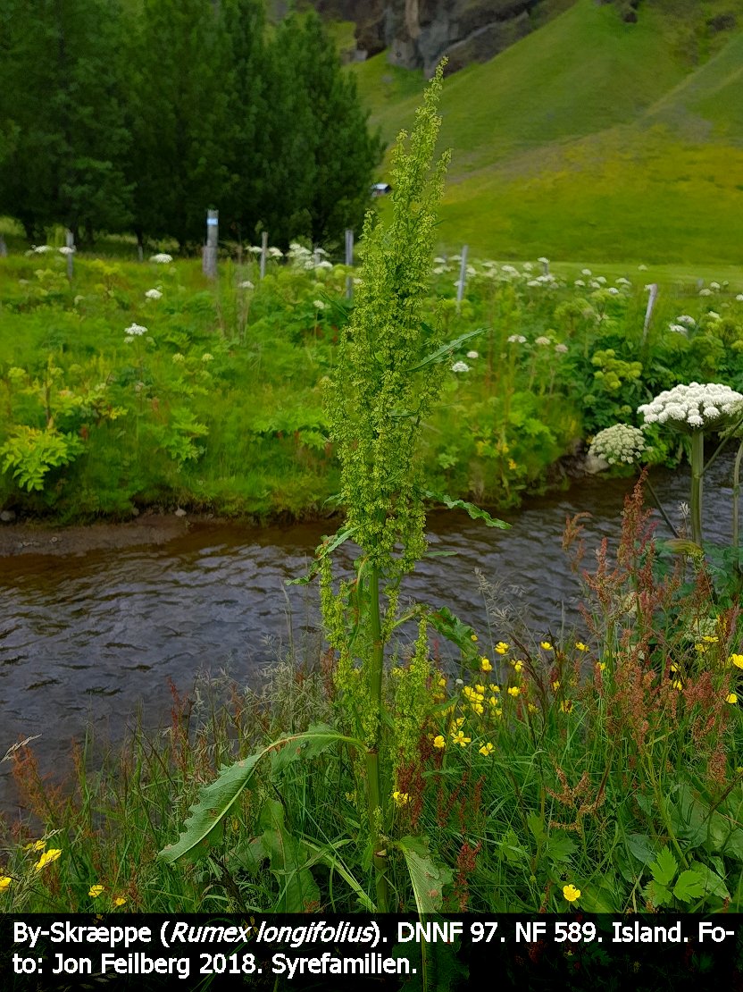 a RUME LONa tex3 2018-07-18 13.25.45