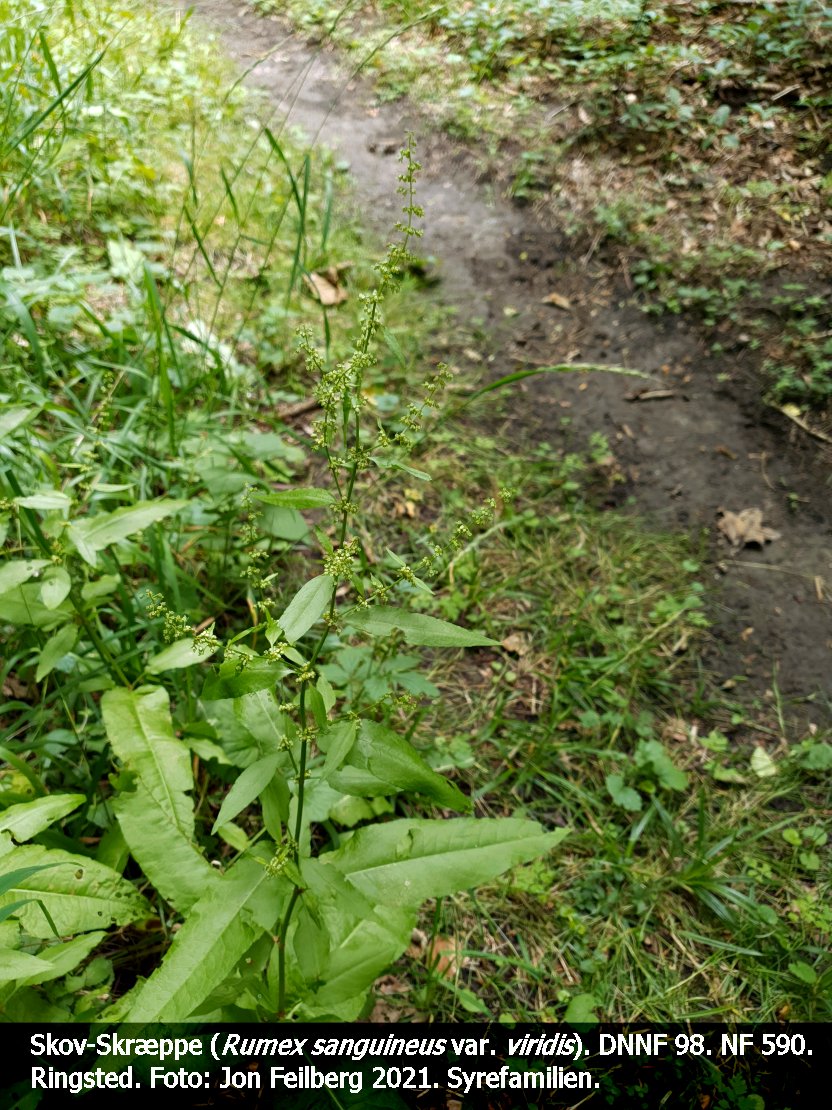 a RUME SAN VIRb tex3 2021-07-09 14.30.54