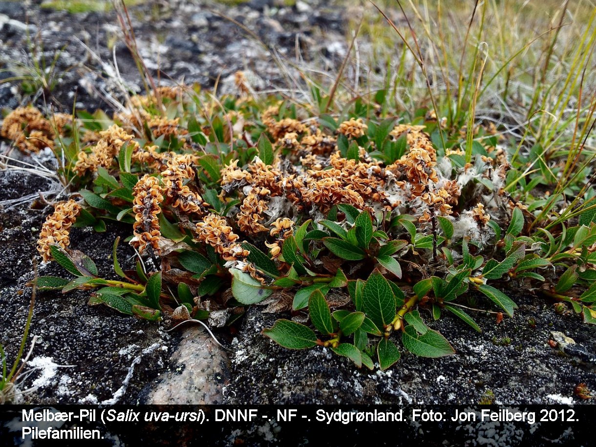 a SALI UVA tex3 20120806_17133