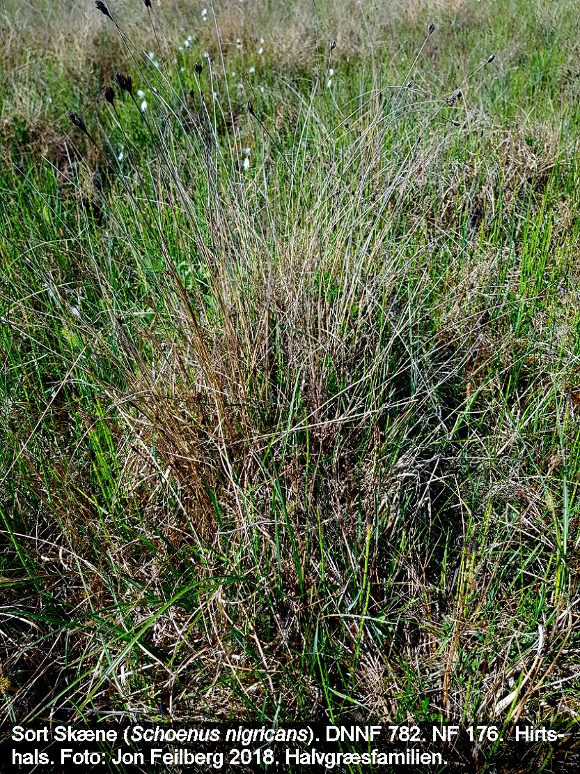 a SCHOENUS NIG tex 2018-05-26 11.11.43