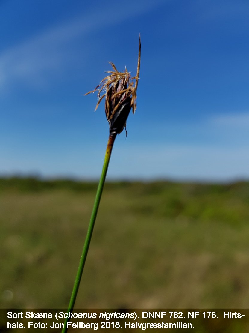 a SCHOENUS NIGc tex 2018-05-26 10.49.19