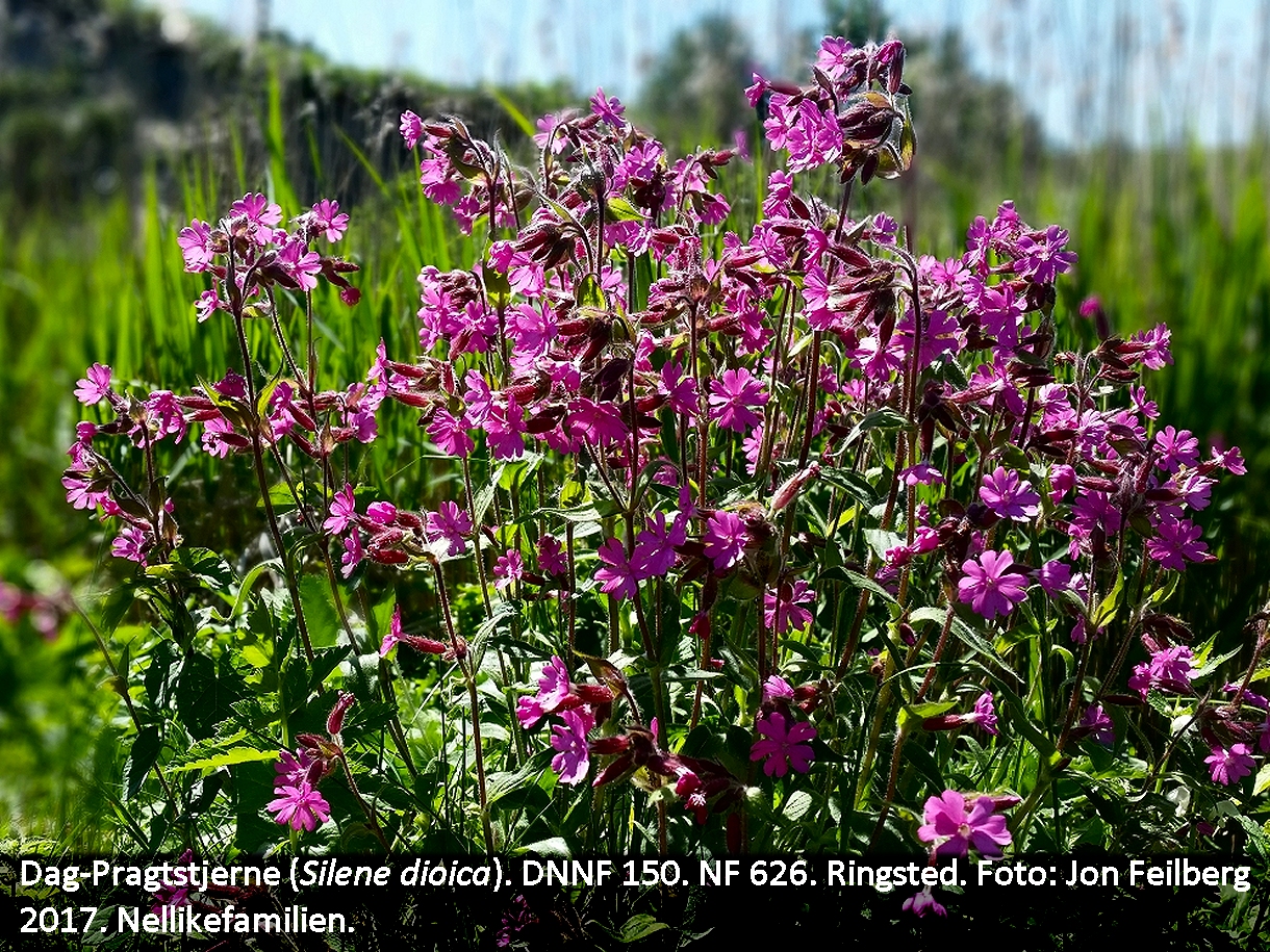 a SILE DlOb tex 2017-05-26 12.09.20
