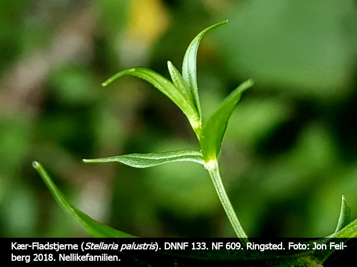a STEL PALd tex3 2018-06-18 15.34.02