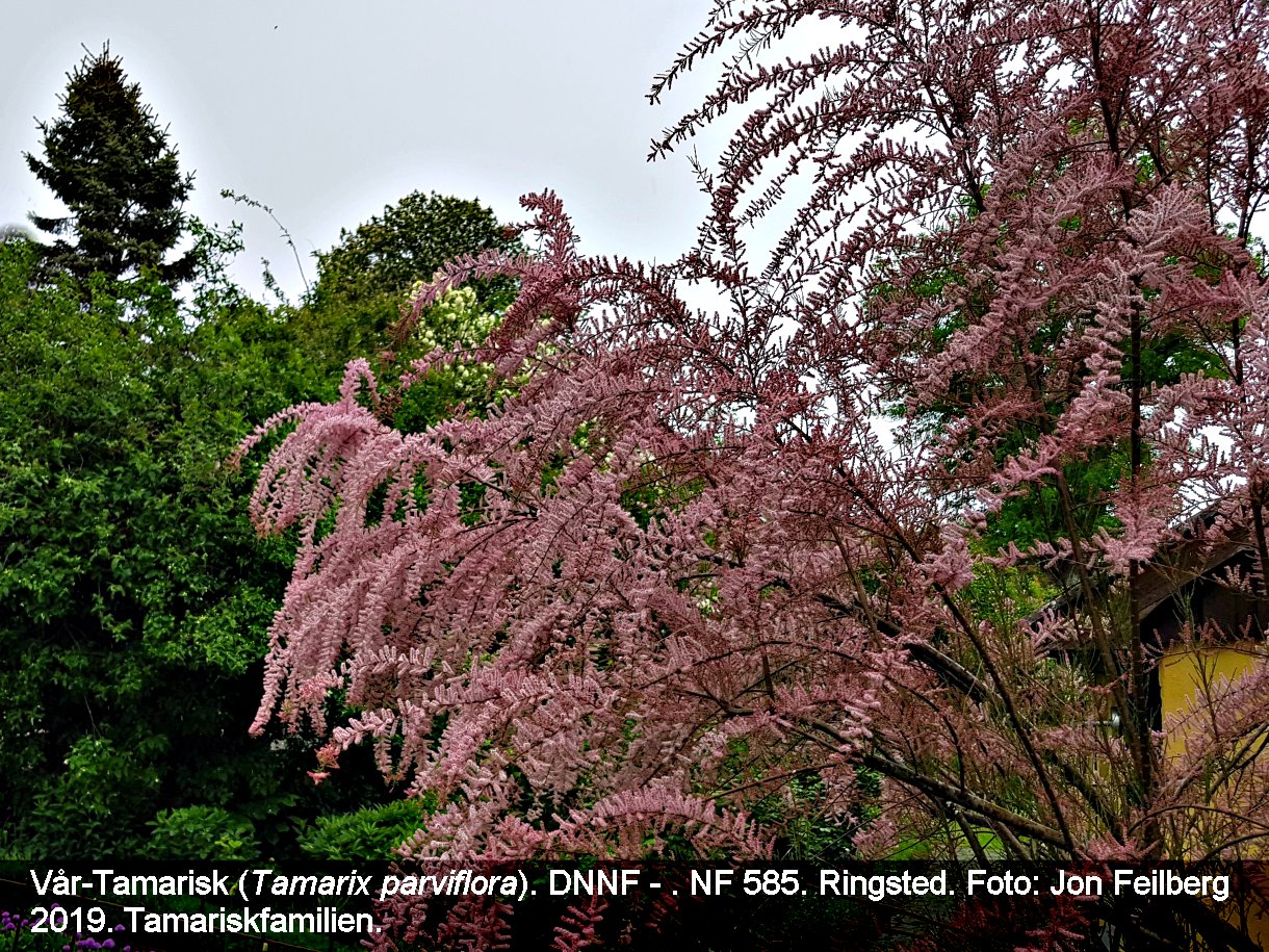 a TAMA PAR tex3 2019-05-26 17.27.27