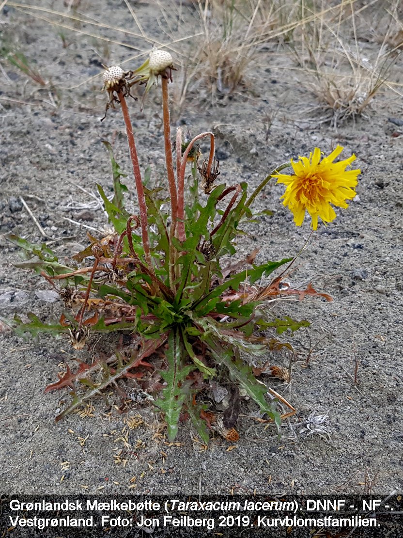 a TARA LAC tex3 2019-07-13 18.38.52 (1)