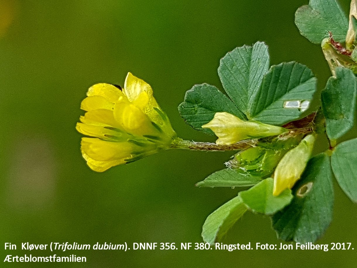 a TRIF DUB tex3 2018-06-18 15.52.02