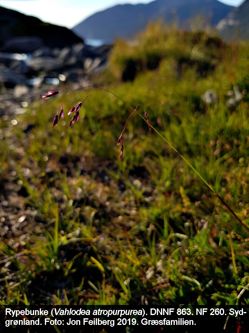 a VAHL ATR tex3 2019-07-03 20.35.32-2