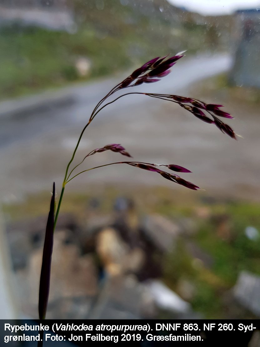 a VAHL ATRb tex3 2019-06-26 19.36.15-1