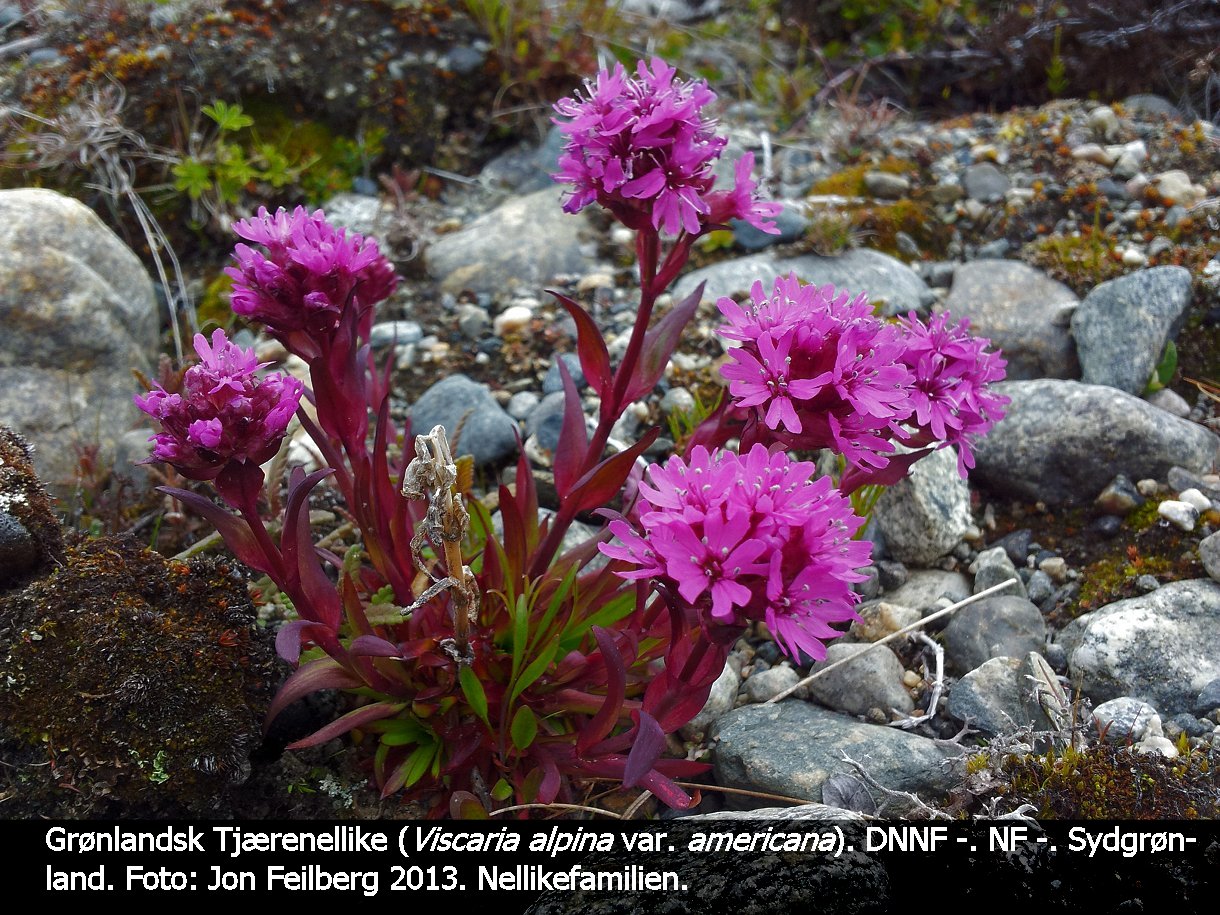 a VISC ALP AMEbb tex3 2013-07-18 11.46.15