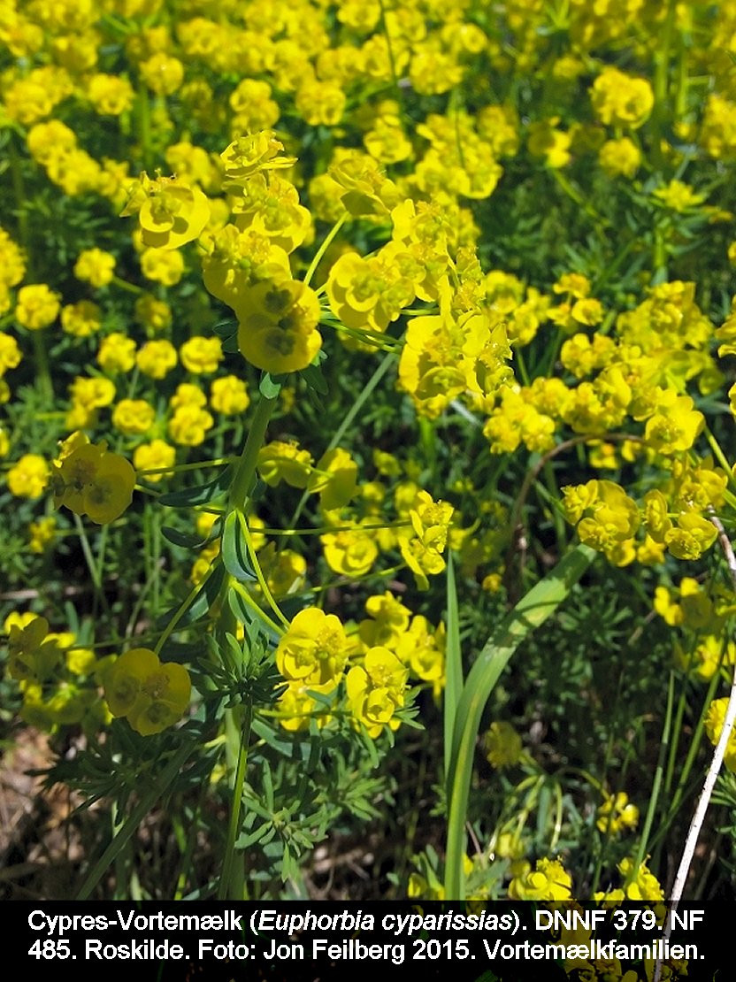 aEUPHCYPtex320150506_110932