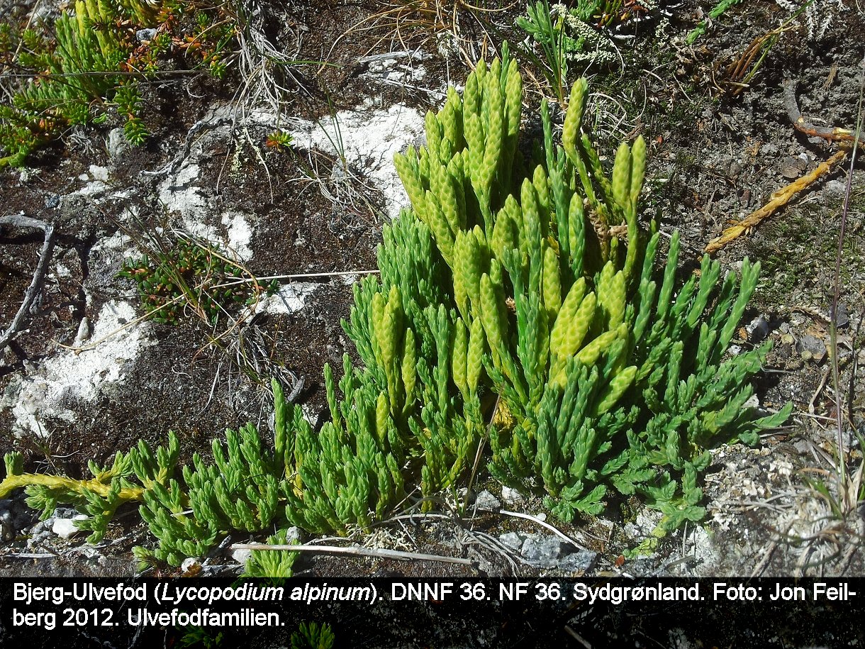 aLYCOALPatex320120725_094330