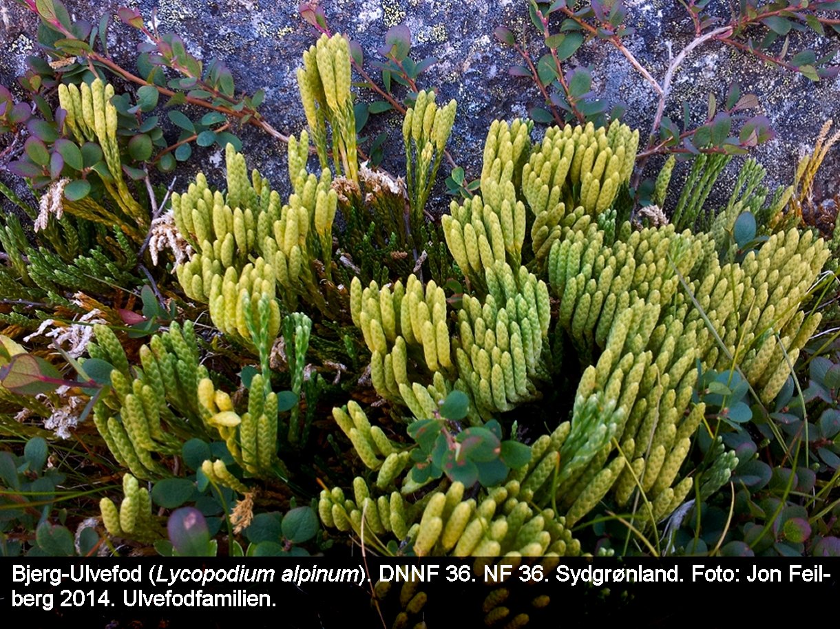 aLYCOALPtex32014-07-2019.12.57