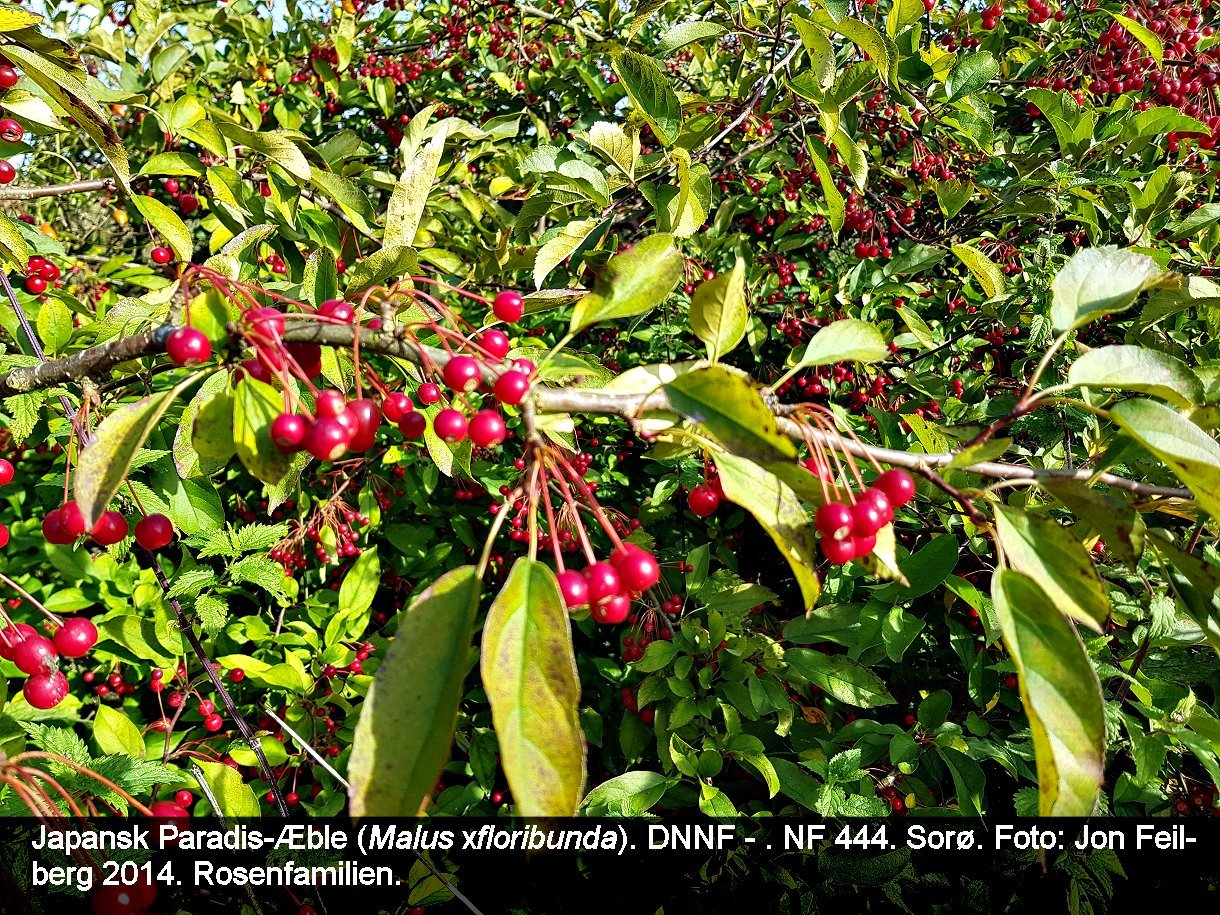 aMALUFLOtex320190914_095144