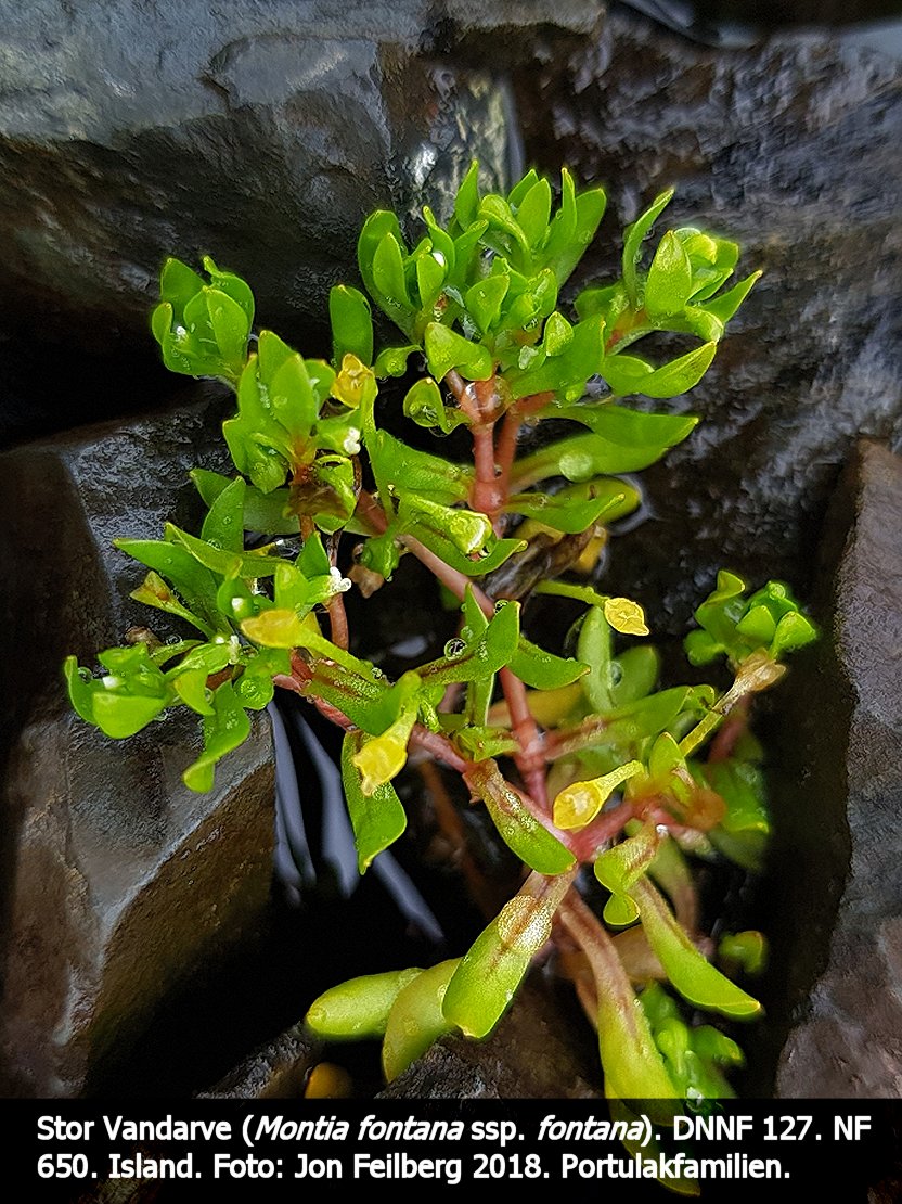 aMONTFONFONctex32018-07-1910.07.53