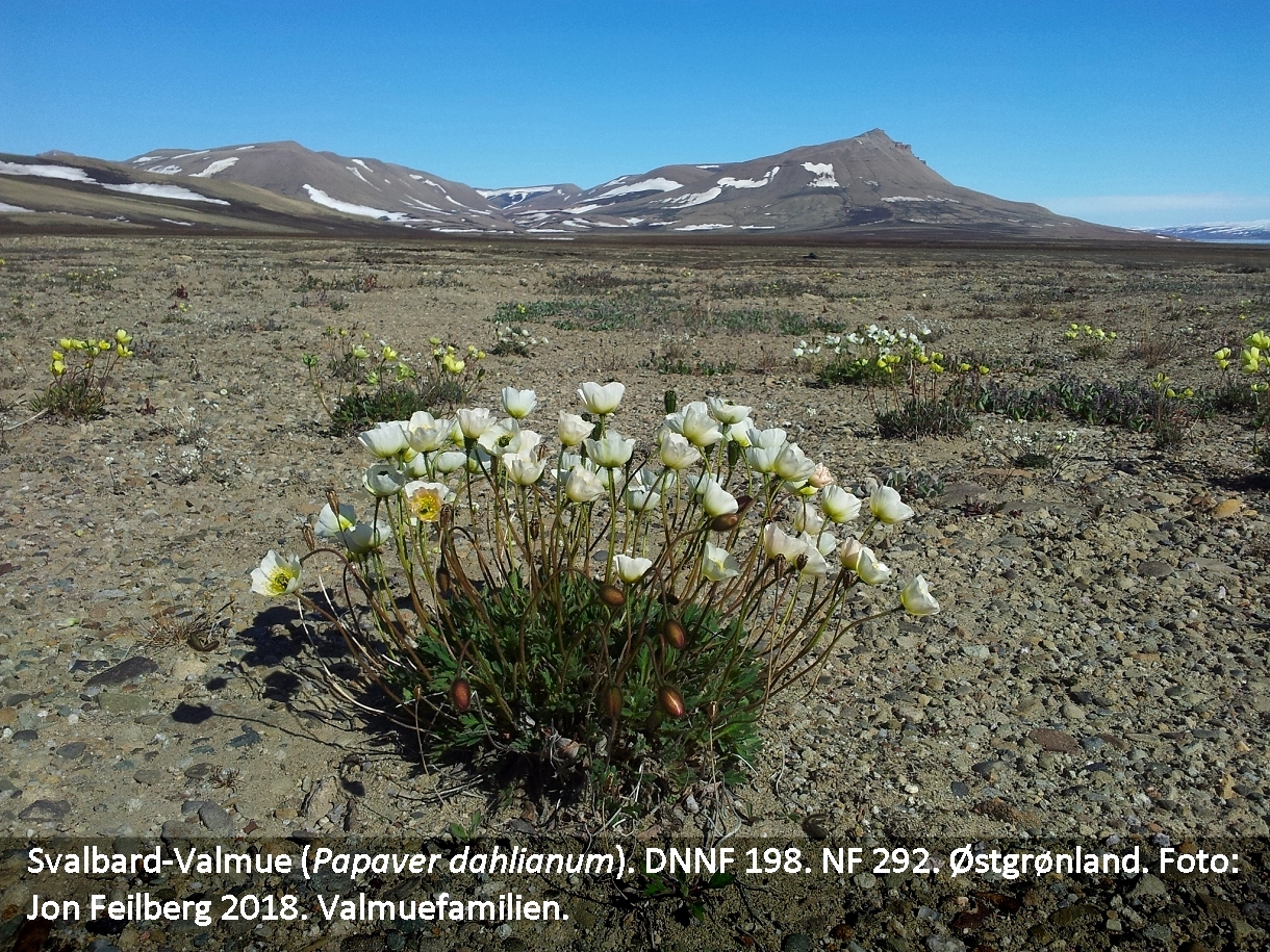 aPAPADAHtex20120705_105954