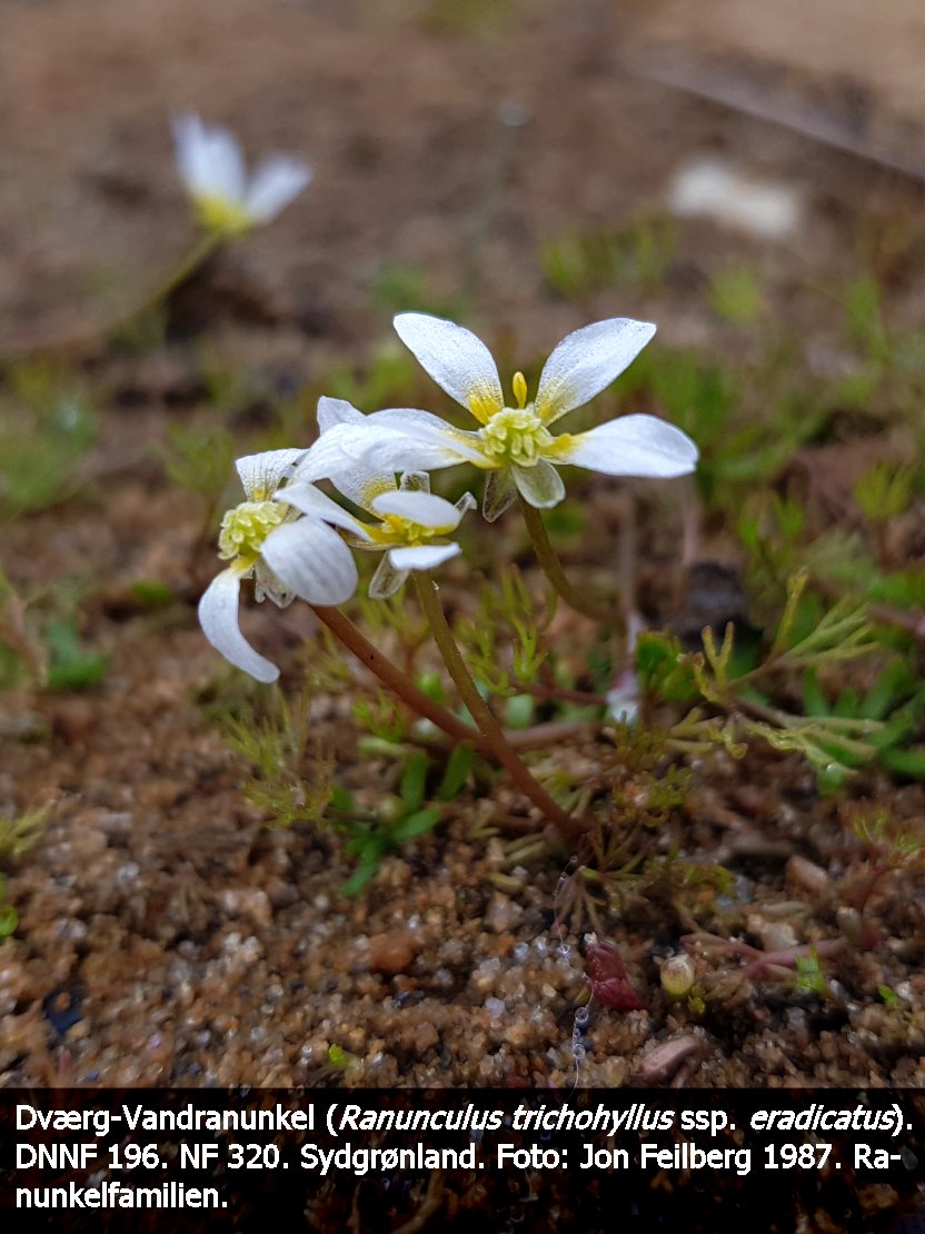 aRANUTRIERActex32019-07-1212.14.51