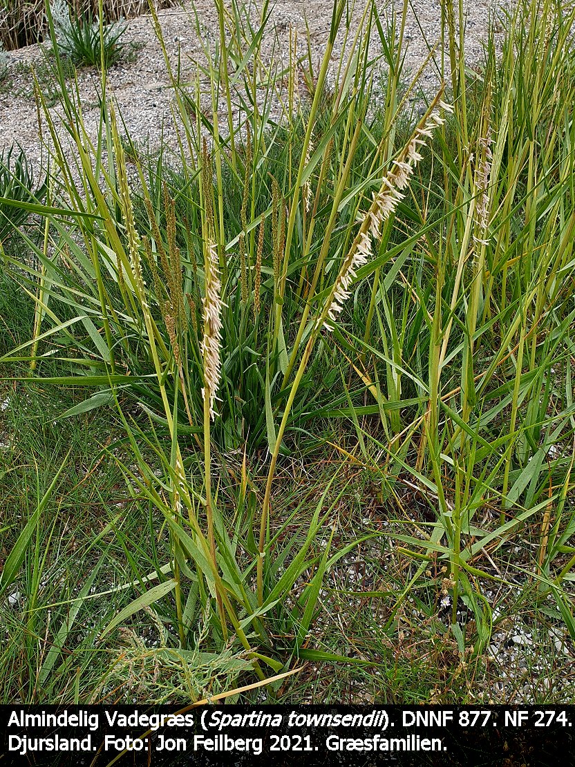 aSPARTTOWa2021-07-2514.29.073