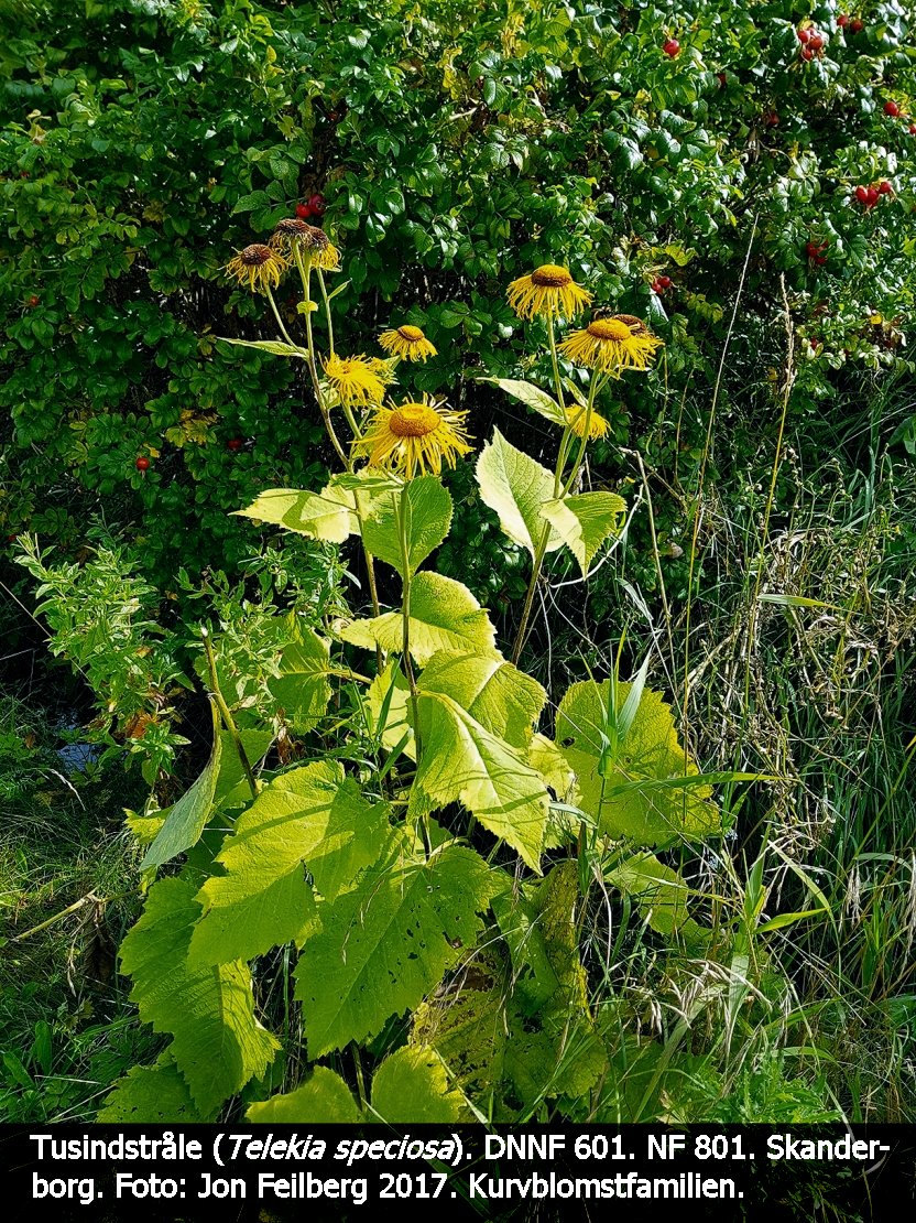 aTELESPEtex32017-08-1910.26.50