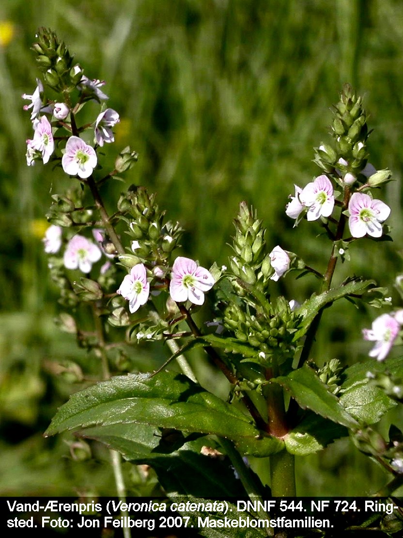 aVEROCATtex3aerenprisvand