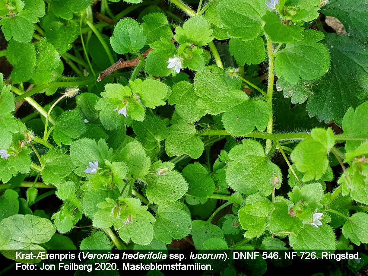 aVEROHEDLUCtex32020-04-1617.24.06