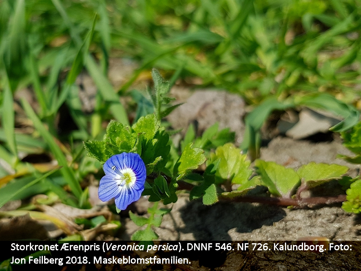 aVEROPERStex22018-04-1813.15.55