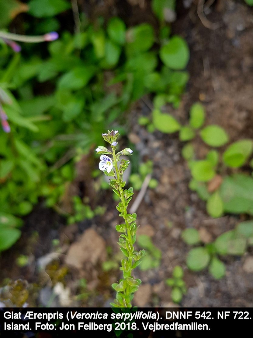 aVEROSERbtex320180721_133715