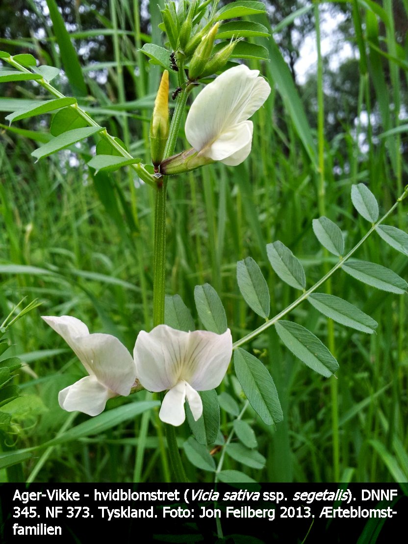 aVICISATSEGtex32013-06-0115.38.31