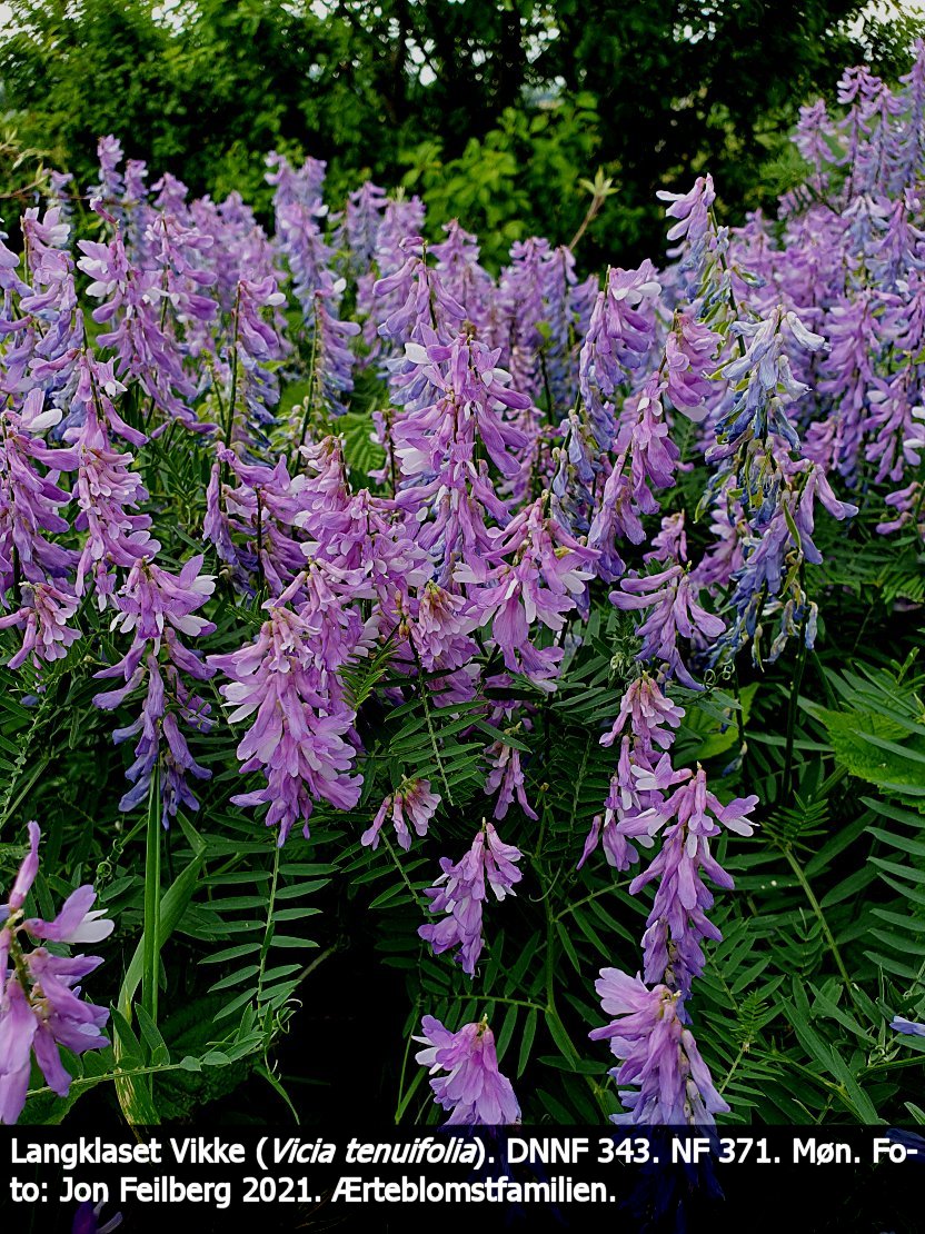 aVICITENctex42021-06-2013.39.05
